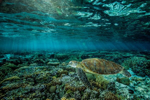 Ethereal by Justin Bruhn - Pure Underwater Imaging