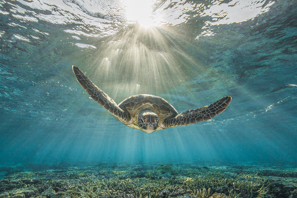 Serenity by Justin Bruhn - Pure Underwater Imaging
