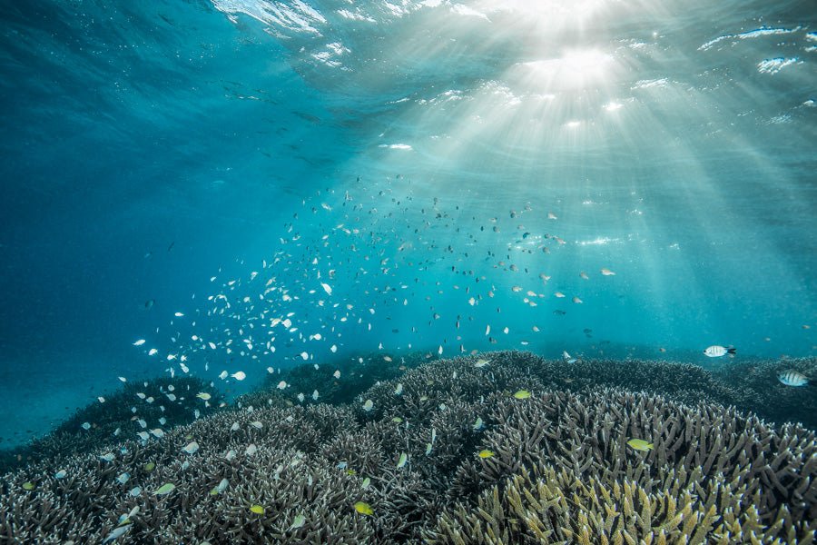 Ocean_Magic-302743.jpg?v=1667373619