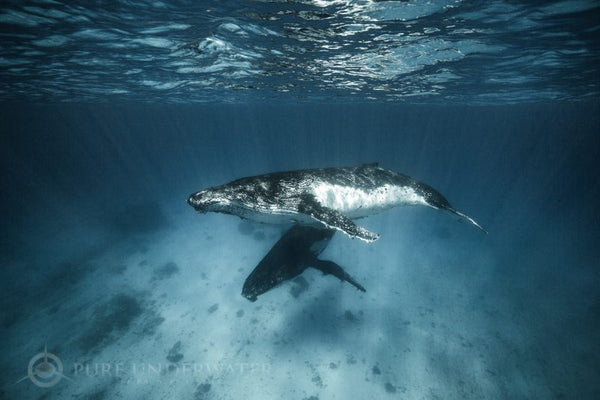 Humpback Whale Encounter