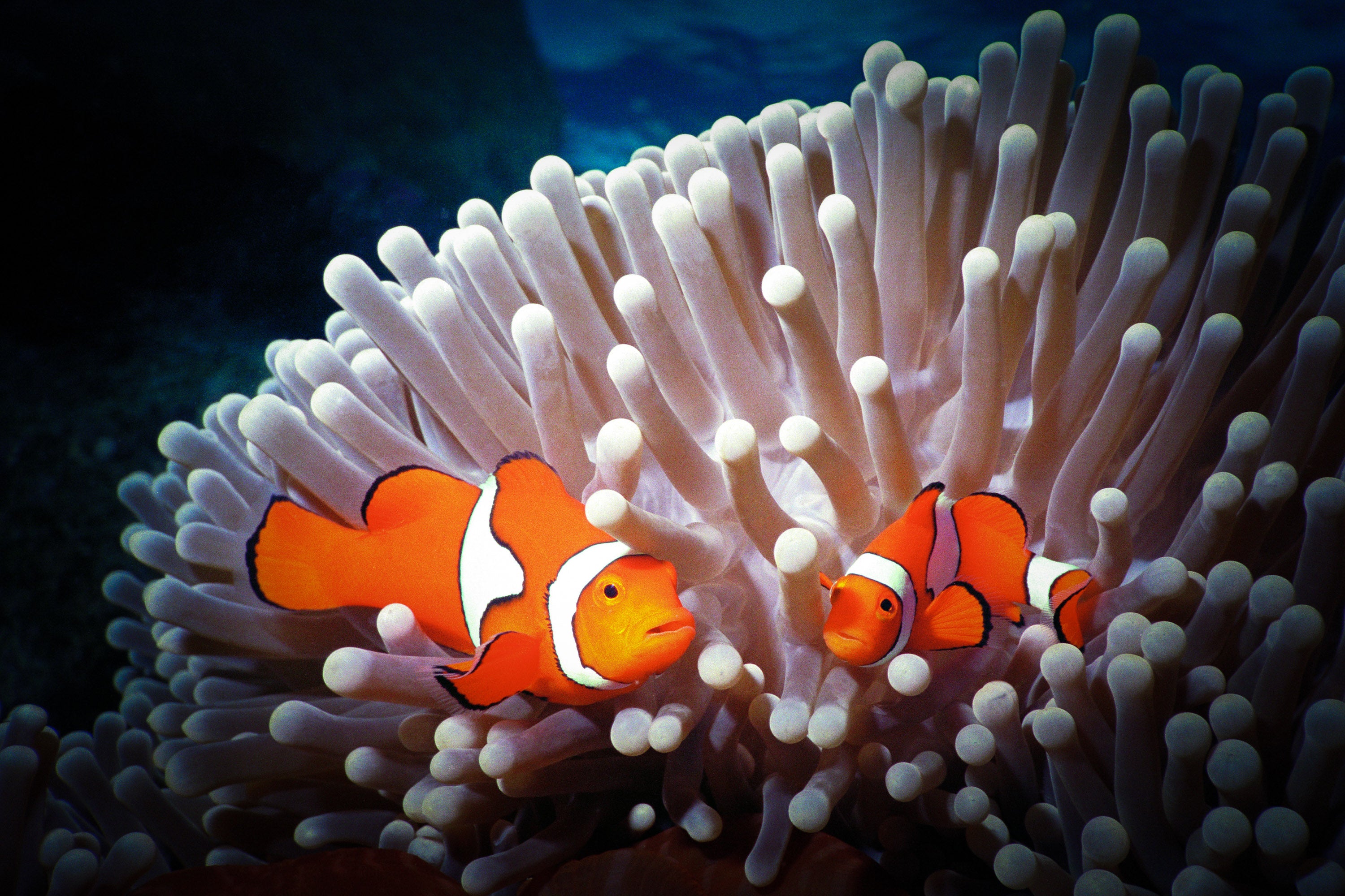 Clownfish Pair - Great Barrier Reef