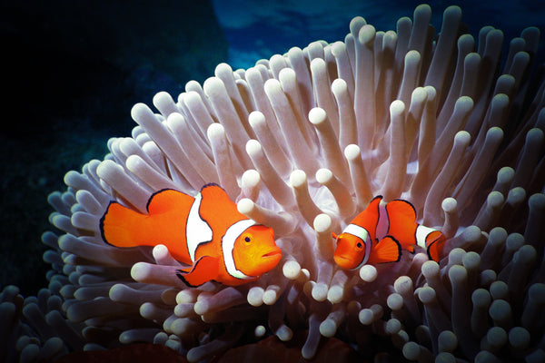 Clownfish Pair - Great Barrier Reef
