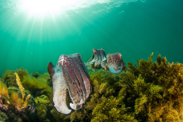 Giant Cuttlefish - South Australia