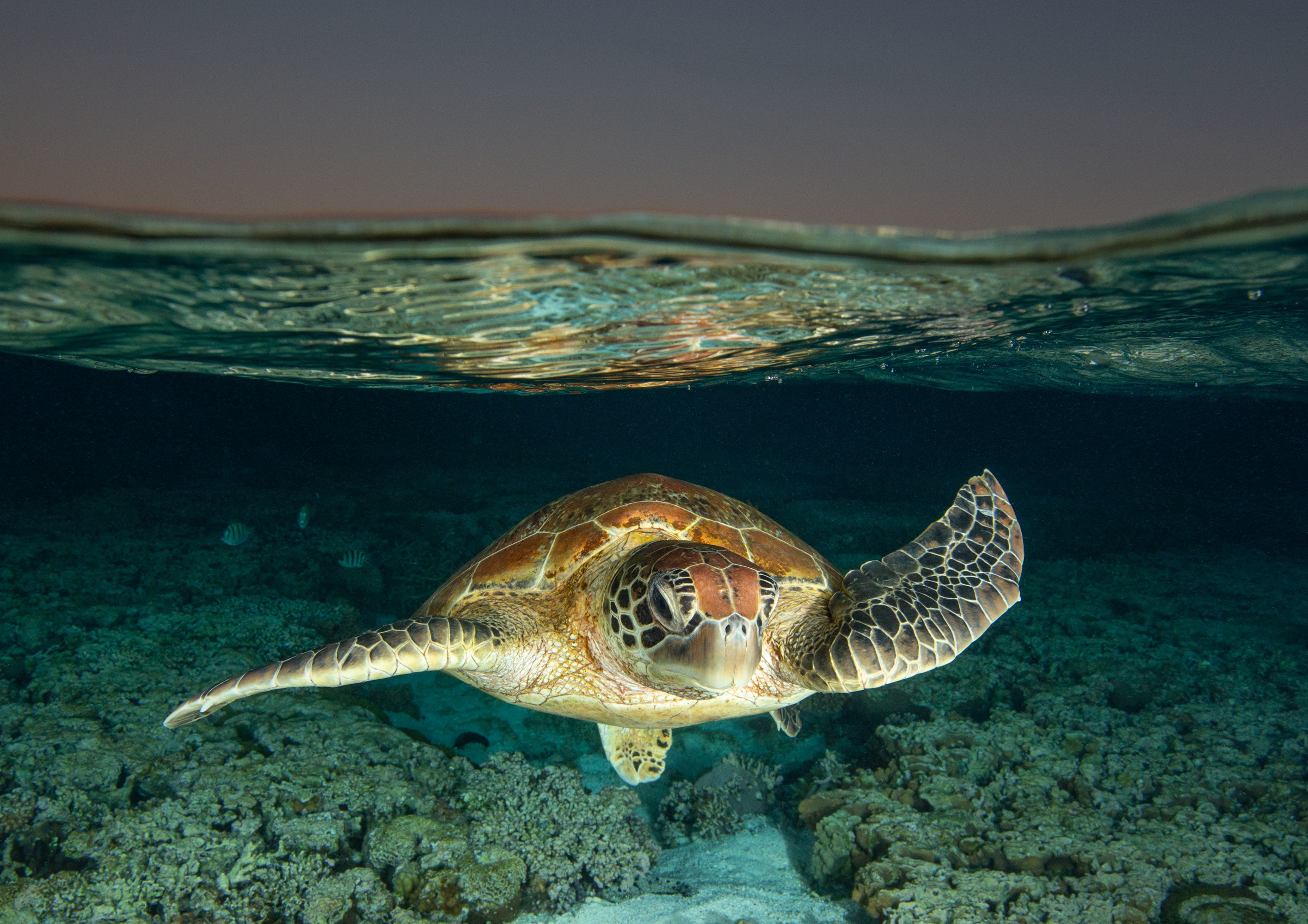 Green Turtle - Lady Elliot Island