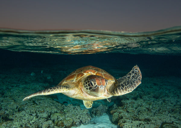 Green Turtle - Lady Elliot Island