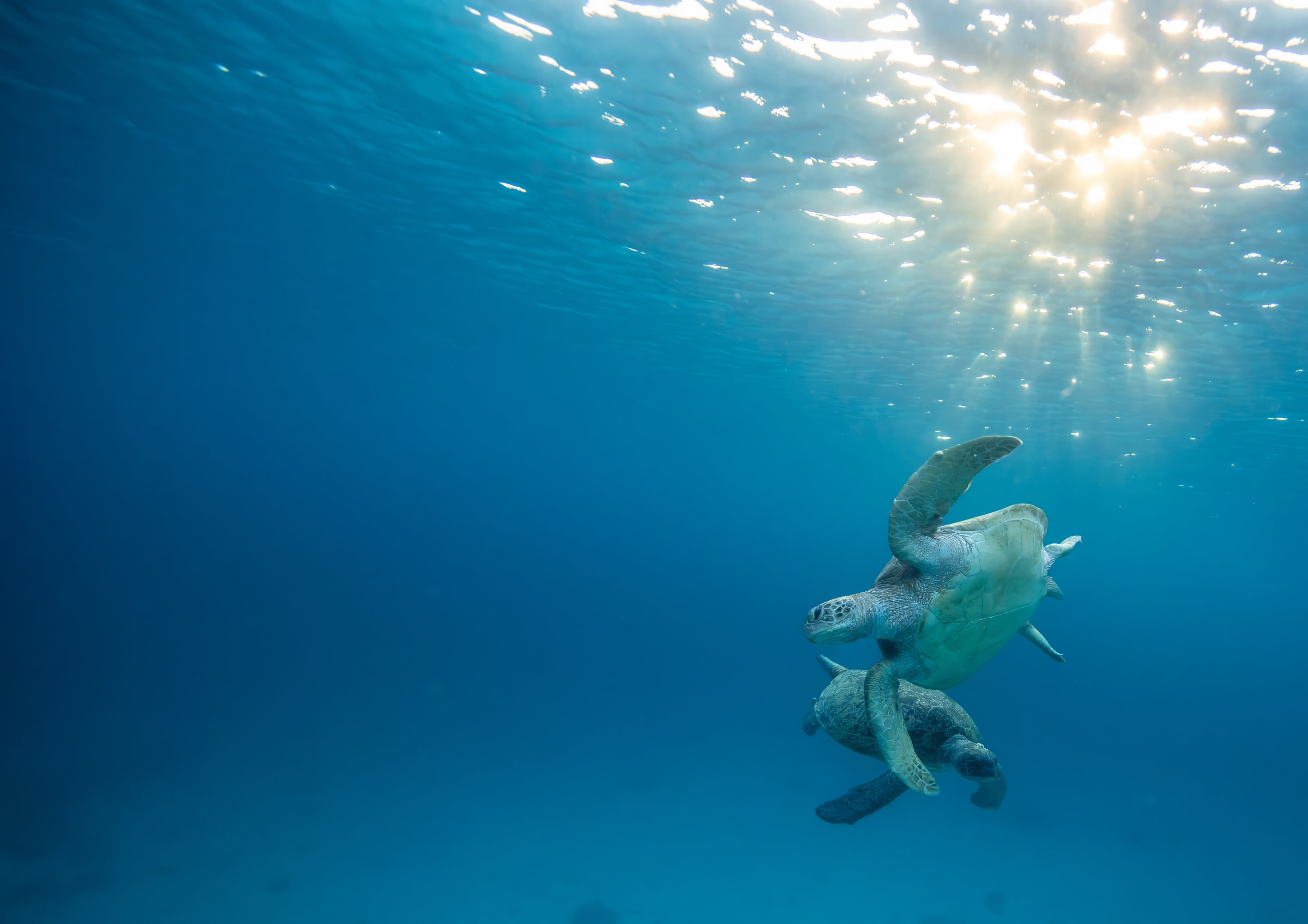 Green Turtles (Pair) - Lady Elliot Island