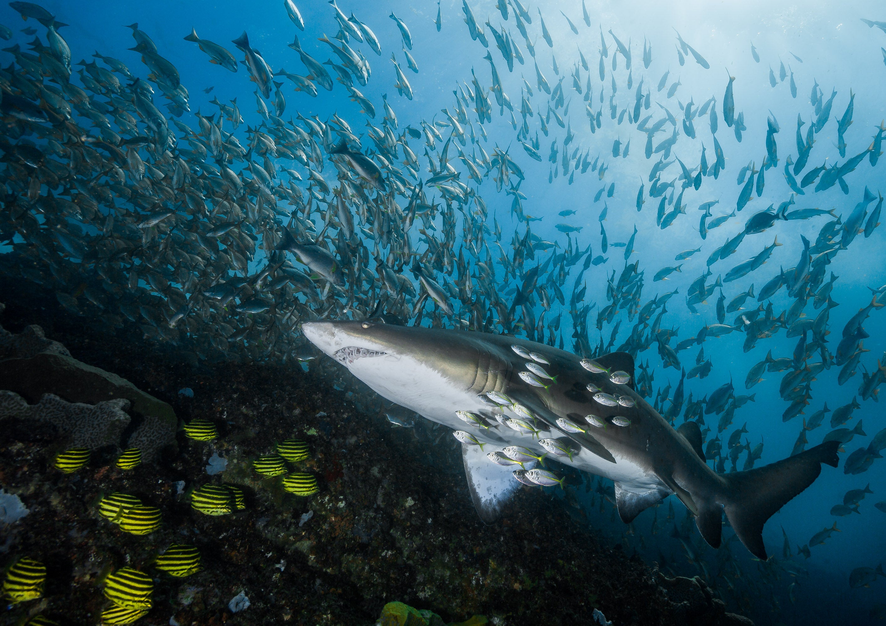 Grey Nurse Shark - Julian Rocks