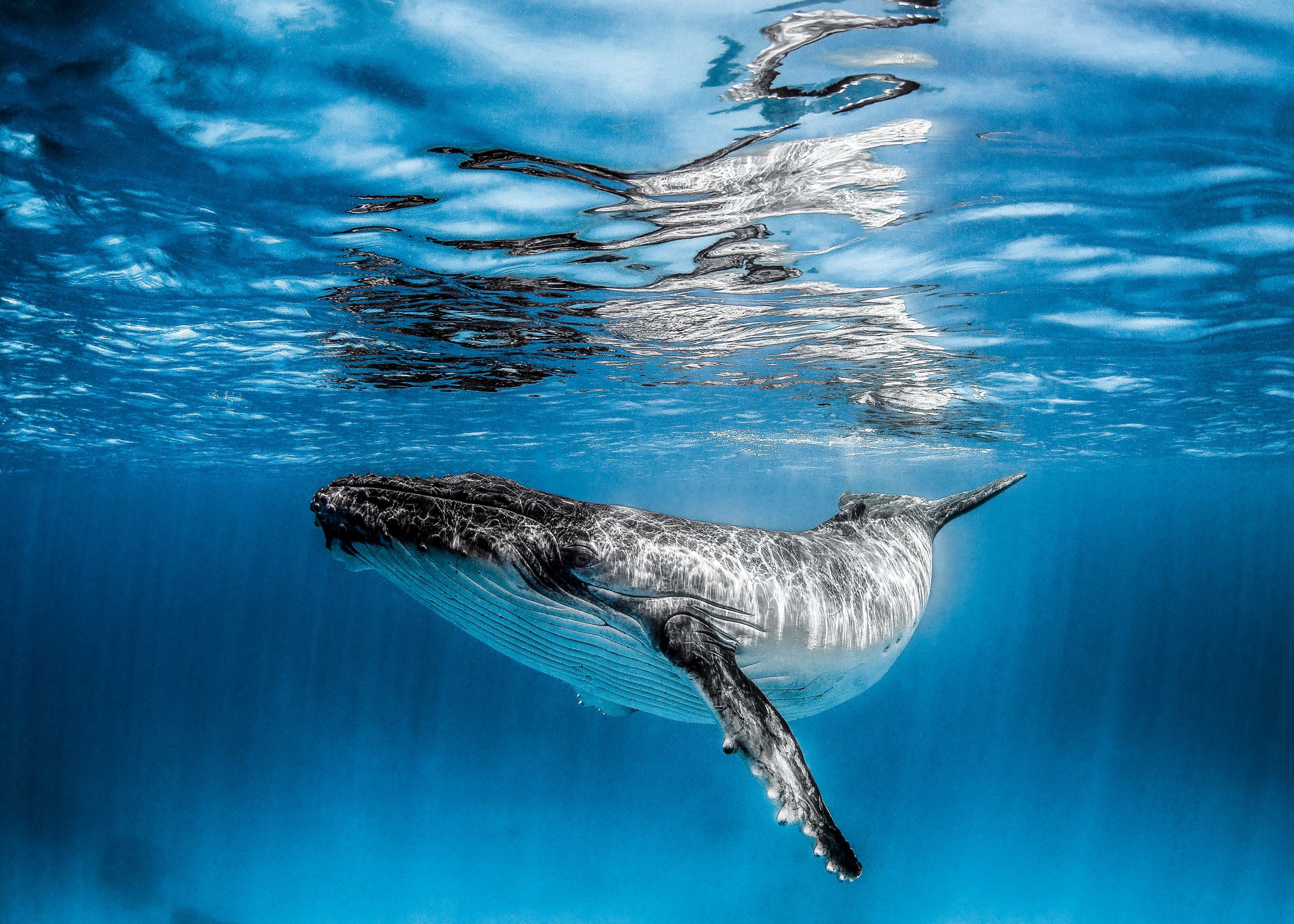 Humpback Whale Calf - Tonga