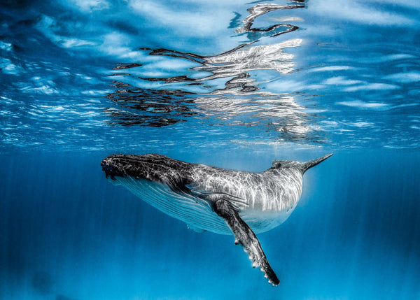 Humpback Whale Calf - Tonga