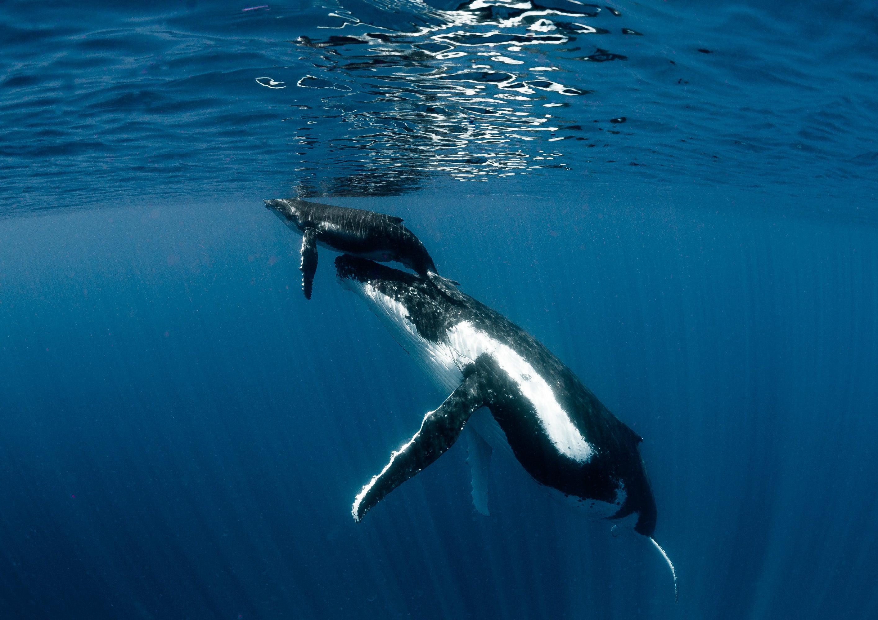 Humpback Whales - Tonga