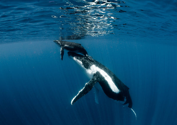 Humpback Whales - Tonga