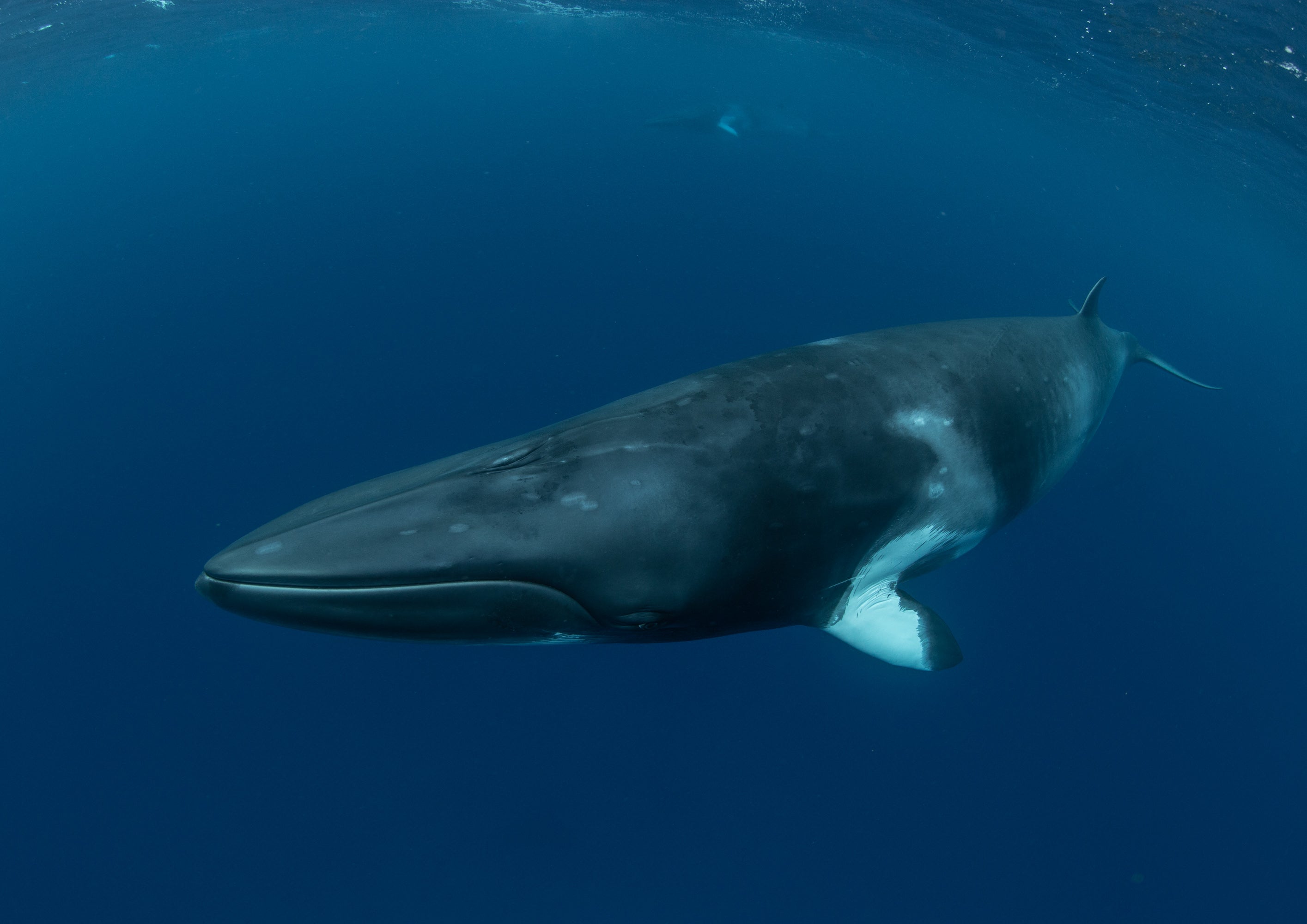 Minke Whale - Ribbon Reefs