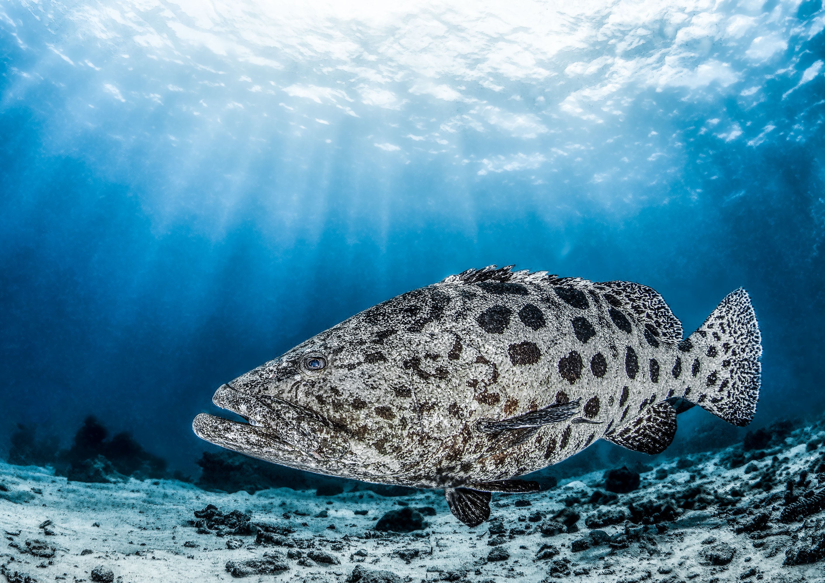 Potato Cod - Lizard Island
