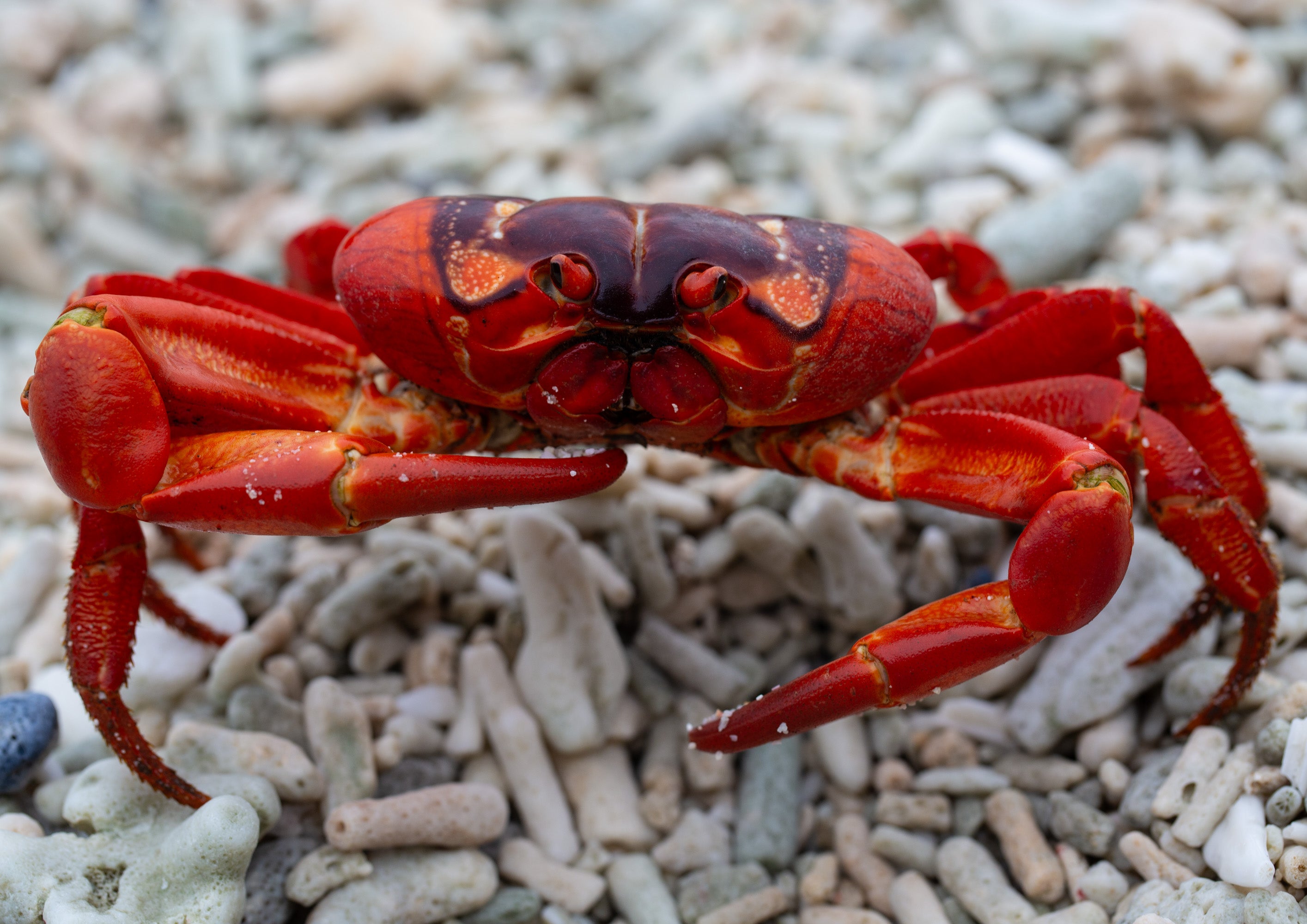 Christmas Island Red Crab