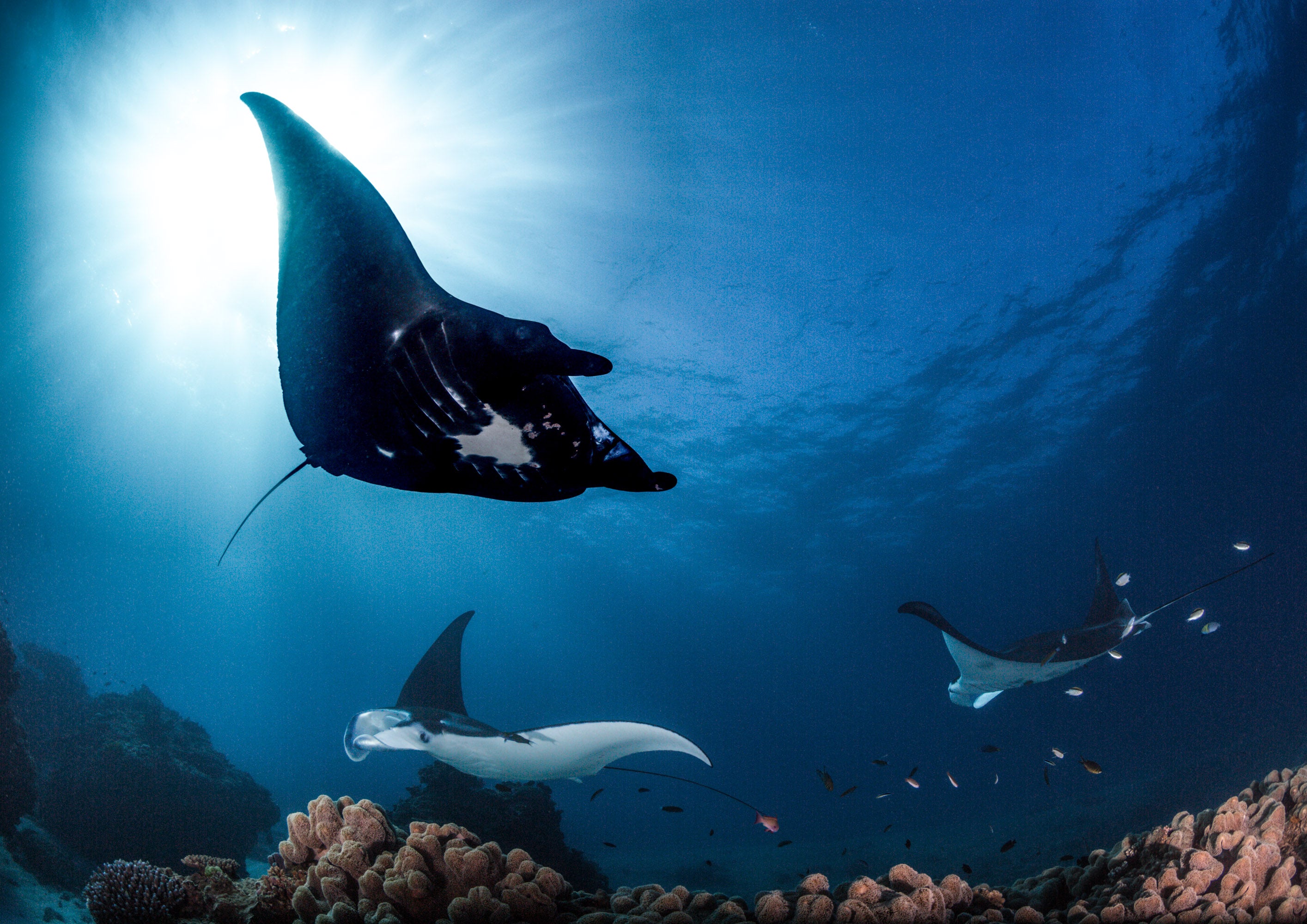 Reef Mantas - Lady Elliot Island