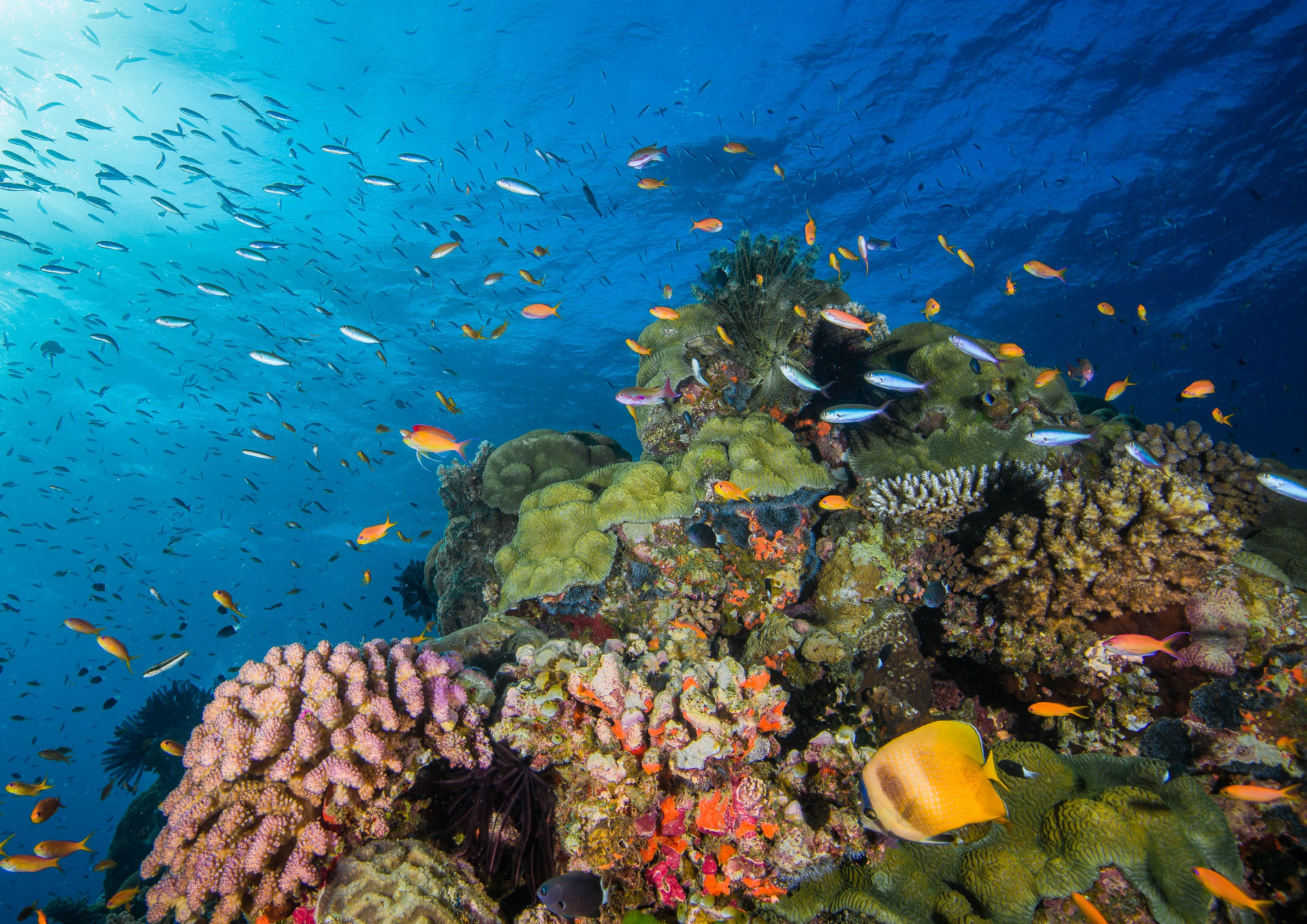 Reefscape - Great Barrier Reef