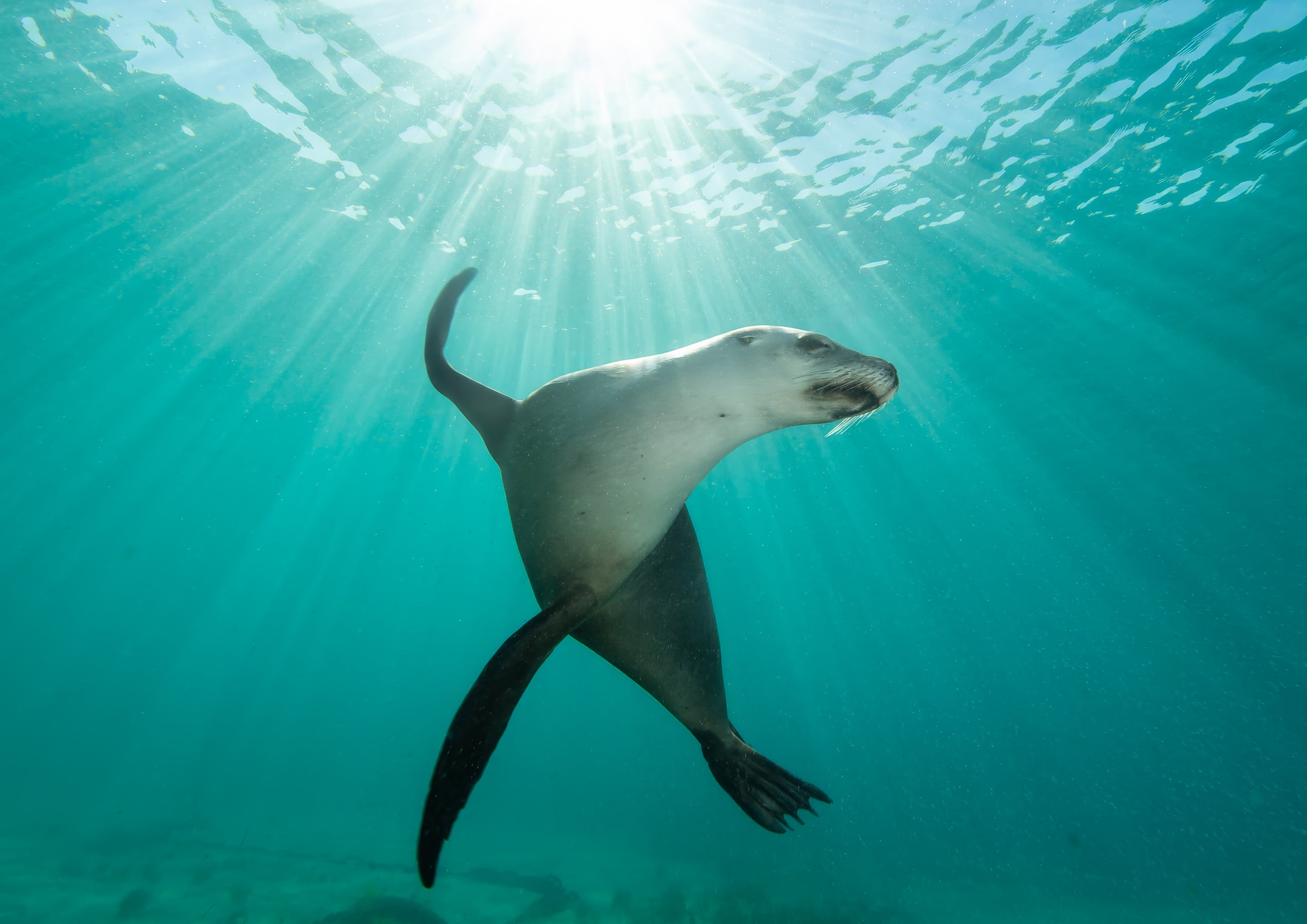 Australian Sea Lion - Hopkins Island