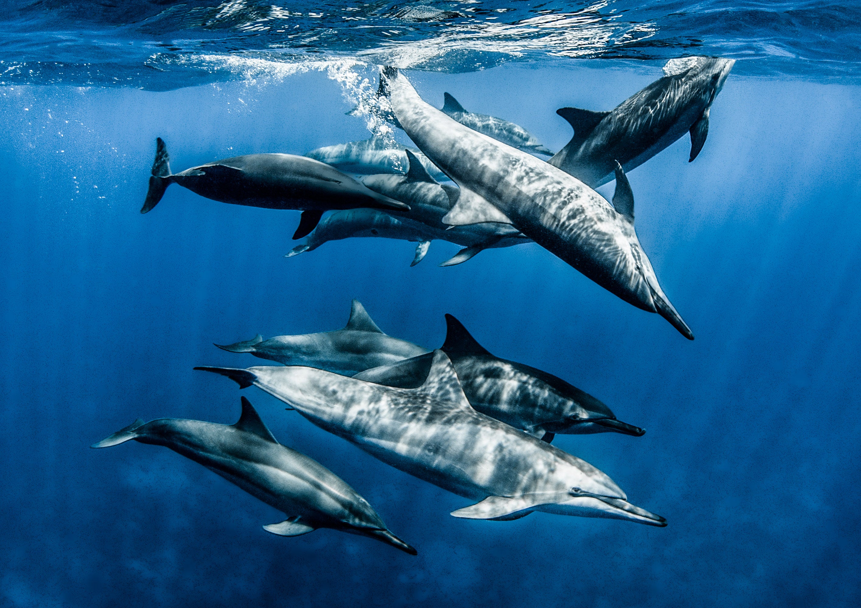 Spinner Dolphin Pod - Christmas Island