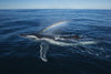 Rainbow Whale.